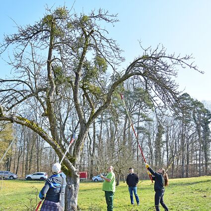 Menschen schneiden mit Baumsägen Misteln aus den Obstbäumen